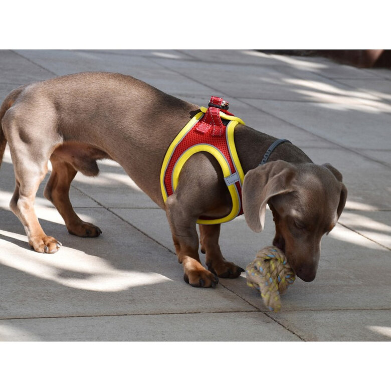 Nayeco X-TRM Neo Vermelho Peitoral para cães,  Imagem número 2 Nayeco X-TRM Neo Vermelho Peitoral para cães, , large Imagem número 2